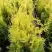 Туя ГОЛДЕН БРАБАНТ западная в Волковыске