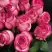 Роза КАРУСЕЛЬ чайно-гибридная в Волковыске