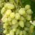 Виноград ЗАРНИЦА в Волковыске