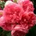 Роза РОЗАРИУМ ЮТЕРСОН плетистая в Волковыске