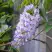 Глициния макростахия БЛЮ МУН в Волковыске