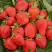 Клубника САН АНДРЕАС ремонтантная в Волковыске