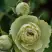 Роза ГРИН ДАЙМОНД миниатюрная в Волковыске