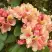 Рододендрон ФЛАУТАНДО в Волковыске