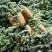 Пихта благородная в Волковыске
