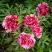 Пион РЕД ВИЗ ПИНК древовидный в Волковыске