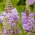 Физостегия РОЗЕЯ виргинская в Волковыске