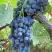 Виноград ВЕНУС в Волковыске