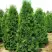 Туя ПИРАМИДАЛИС КОМПАКТА западная в Волковыске