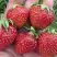 Клубника ВИМА ЗАНТА в Волковыске