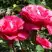 Роза ВИЕН РОУЗ чайно-гибридная в Волковыске