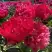 Пион БЕЛГРАВИЯ травянистый в Волковыске
