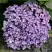Гортензия АИША крупнолистная  в Волковыске