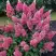 Гортензия МЕГА МИНДИ метельчатая в Волковыске