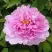 Пион ПРОЗРАЧНАЯ РОСА древовидный в Волковыске