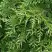 Туя СМАРАГД ВАРИЕГАТА западная в Волковыске