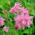 Аквилегия БАРЛОУ ПИНК гибрид МакКаны в Волковыске