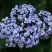 Гортензия АИША крупнолистная  в Волковыске