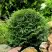 Туя ДАНИКА западная в Волковыске