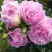 Пион ДИННЕР ПЛЕЙТ травянистый в Волковыске