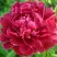 Пион КИТАЙСКИЙ ШЕЛК травянистый в Волковыске