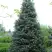 Пихта белая в Волковыске