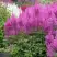 Астильба АМЕТИСТ Арендса в Волковыске