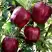 Яблоня РЕД ЧИФ в Волковыске