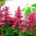 Астильба ЮНИК КАРМИН гибридная в Волковыске