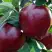 Яблоня РЕД ЧИФ в Волковыске