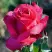 Роза ВИЕН РОУЗ чайно-гибридная в Волковыске