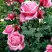 Роза ЭЙФЕЛЕВА БАШНЯ чайно-гибридная в Волковыске