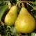 Груша ГЕНЕРАЛ ЛЕКЛЕРК в Волковыске