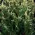 Туя ГОЛД ПЕРЛ западная в Волковыске