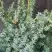 Можжевельник БЛЮ АЛЬПС китайский  в Волковыске