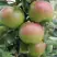 Яблоня МОСКОВСКОЕ ЗИМНЕЕ в Волковыске