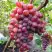 Виноград КРАСОТКА в Волковыске