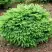 Ель НИДИФОРМИС обыкновенная в Волковыске
