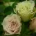 Роза ГРИН ДАЙМОНД миниатюрная в Волковыске