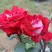 Роза АЛЬЯНС чайно-гибридная в Волковыске
