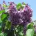 Сирень ВИОЛЕТТА в Волковыске