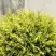 Туя ГОЛДЕН ГЛОБ западная в Волковыске