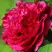 Пион НОЧНЫЕ ГРЕЗЫ древовидный в Волковыске