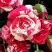 Роза ФАЙЕР ВОРКС миниатюрная в Волковыске