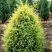 Можжевельник ГОЛД КОН обыкновенный в Волковыске
