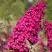 Буддлея давида РОЯЛ РЕД в Волковыске
