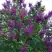 Сирень СУМЕРКИ в Волковыске