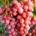 Виноград КИШМИШ КРАСНЫЙ в Волковыске
