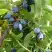 Жимолость съедобная НАРЫМСКАЯ в Волковыске