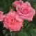 Роза ПЬЕР КАРДЕН чайно-гибридная в Волковыске